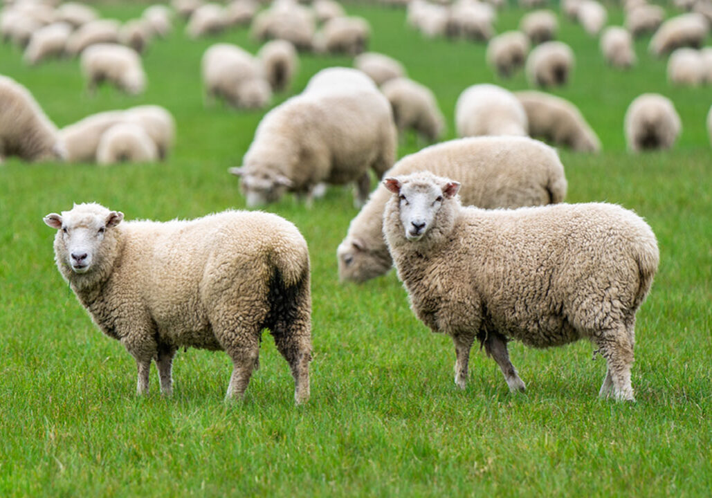 CataAgro-schapen-1